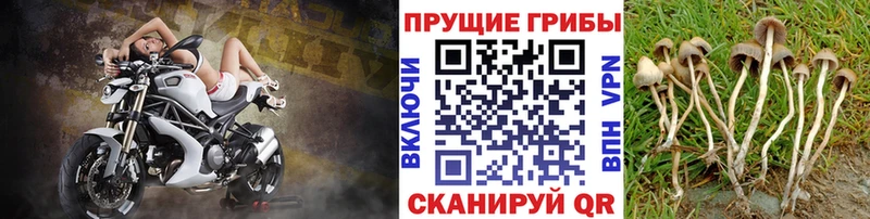 продажа наркотиков Демидов Псилоцибиновые грибы Cubensis